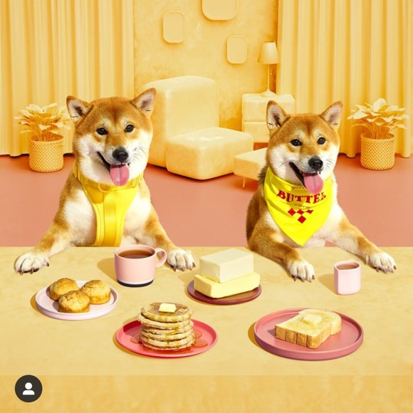 Wild One Dog Harness XS - Picture 5 of 7